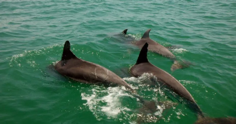 Discovering Marine Magic: Why Dolphin Experiences Are the Ultimate Eco-Adventure