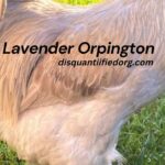 Lavender Orpington
