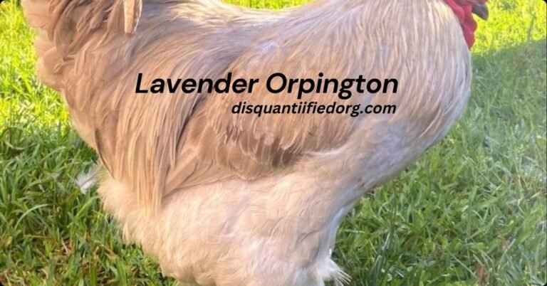 Lavender Orpington: A Comprehensive Guide to This Stunning Chicken Breed